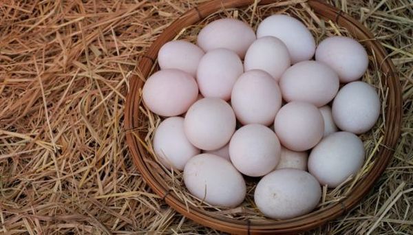 Компанія «Овостар Юніон» виробляє промислові яйця птиці вільного вигулу
