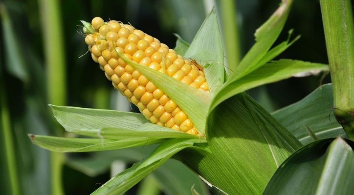 В Україні зросте виробництво кукурудзи