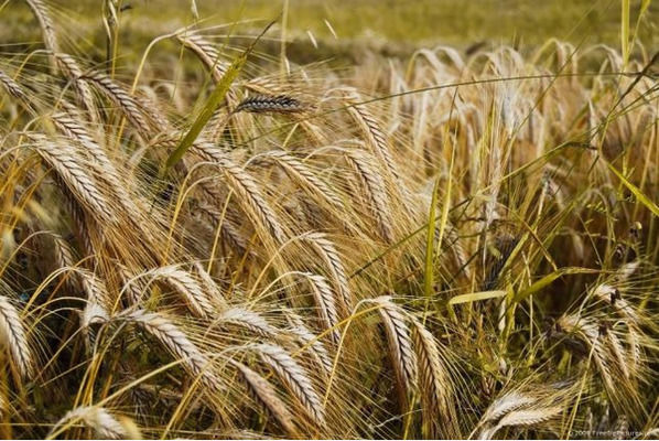 Площі під ячменем найбільше скоротилися у п’яти областях 