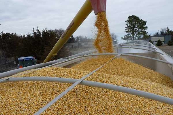 Україна може експортувати ще 13 млн тонн зерна 