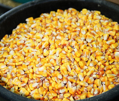 У Бразилії кукурудзу будуть переробляти на етанол