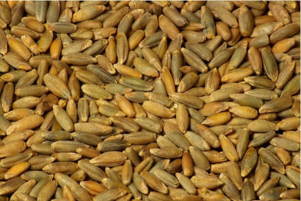 Протягом року ціна на жито зросла наполовину