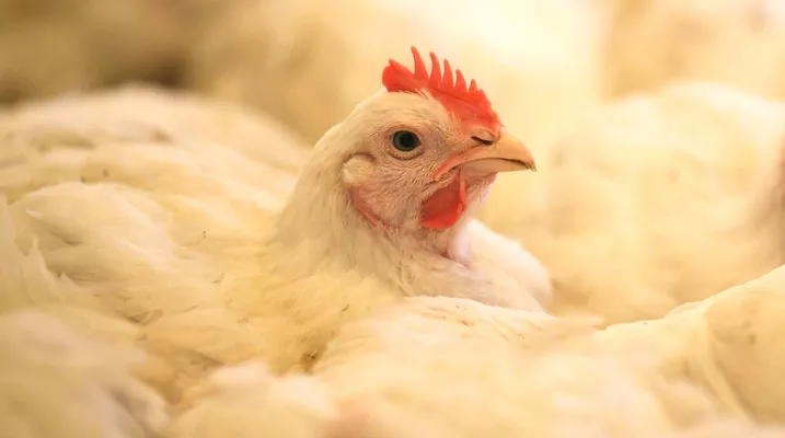 В Китае запретят ввоз украинской курятины