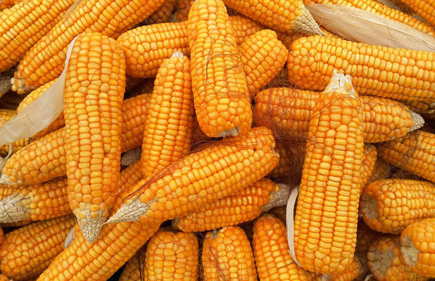 У чотирьох областях врожайність кукурудзи перевищила 9 т/га