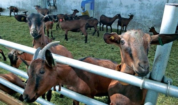 У Херсонській області розводять елітних кіз