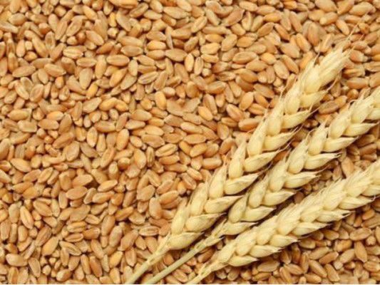 В Україні зросли ціни на пшеницю 