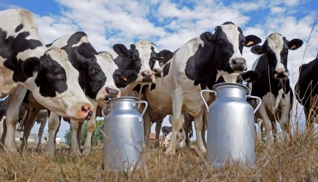 У сільгосппідприємствах України несуттєво зросло виробництва молока 