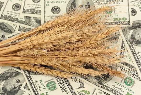 Через ажіотаж стрімко зросли ціни на пшеницю