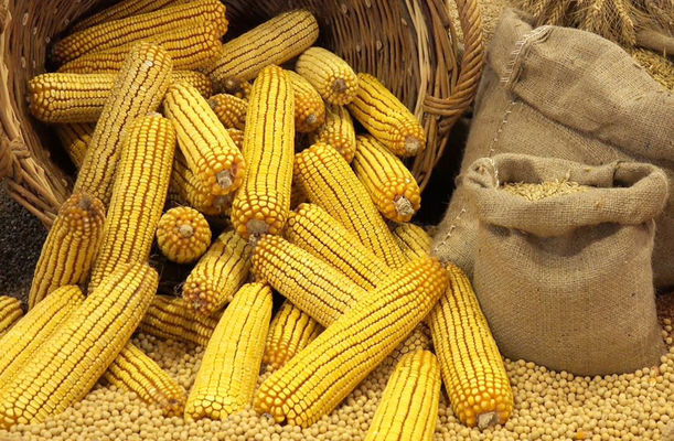 Китай продовжить закуповувати українську кукурудзу