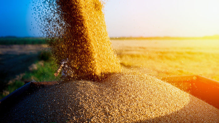 Обмеження експорту зерна призведе до світової дестабілізації — Deutsche Welle