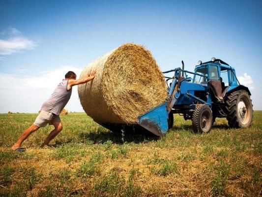 В Україні виросла кількість особистих селянських господарств