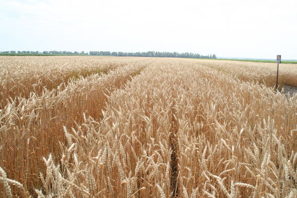 На Херсонщине осталось посеять менее 30% ранних зерновых
