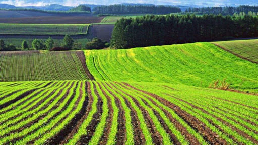 Фермери закликають доопрацювати закон про ринок землі