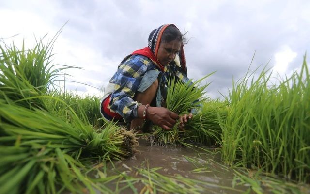 Індію спіткала гостра проблема з дефіцитом робочої сили для прибирання врожаю пшениці в період карантину
