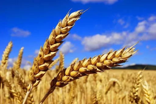 Цена на пшеницу продолжила рост на мировых рынках