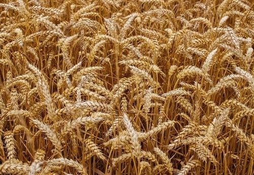 За период карантина цены на украинскую пшеницу выросли на 12%
