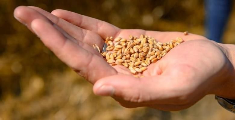 Ціна пшениці виросте до 240 доларів за тонну, - думка експерта