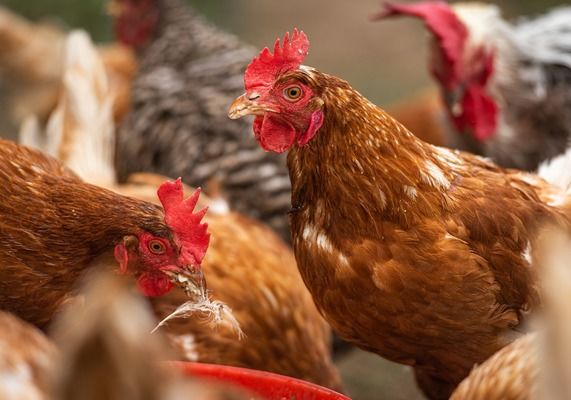 Україна збільшила експорт курятини до Євросоюзу