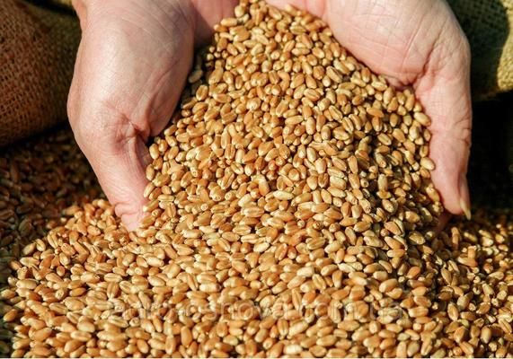USDA підвищила прогноз виробництва пшениці в Україні
