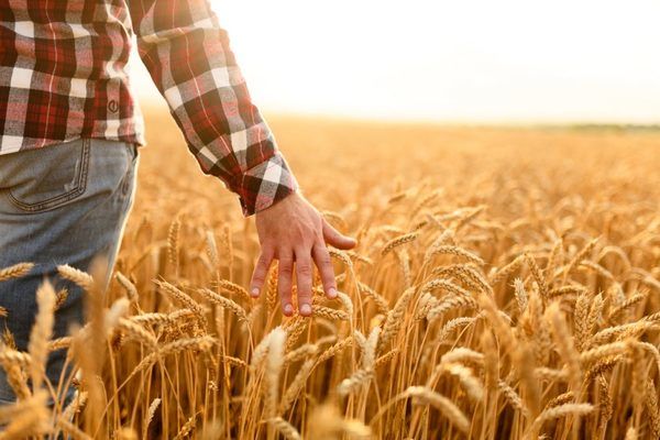 В Україні створять фонд підтримки фермерів