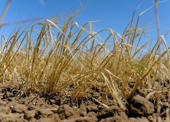 Риски снижения производства пшеницы из-за засухи в Украине растут