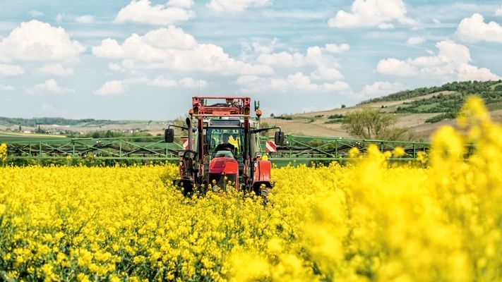 Аграриям советуют проводить защиту рапса инсектицидами, которые менее токсичны для пчел