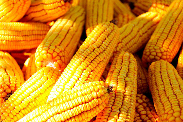 ЕС одобрил импорт 750 тыс. т украинской кукурузы в рамках квоты