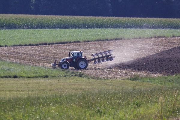 Через безсніжну зиму Одещині загрожує неврожай зернових  