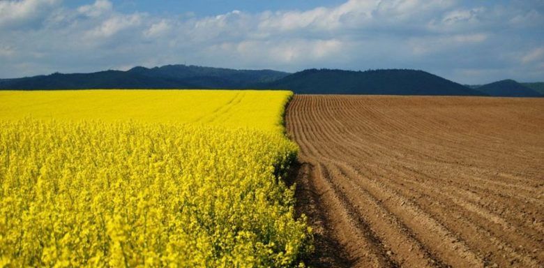 Як сівозміна впливає на урожайність ріпаку