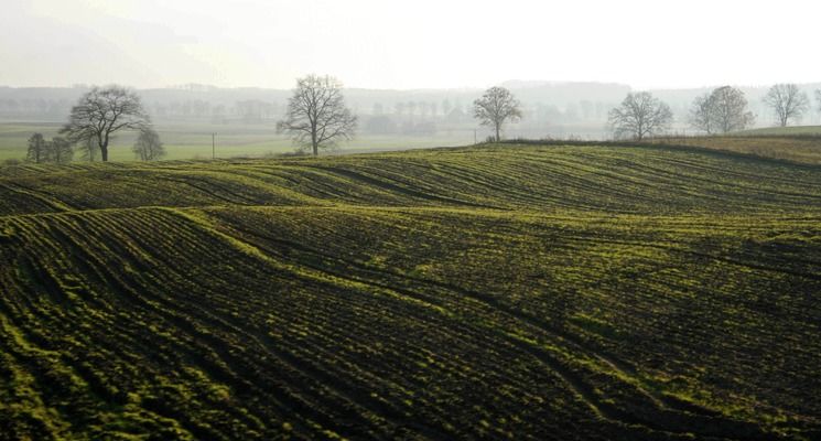 В Україні необхідно пересіяти 800 тис. га озимих 