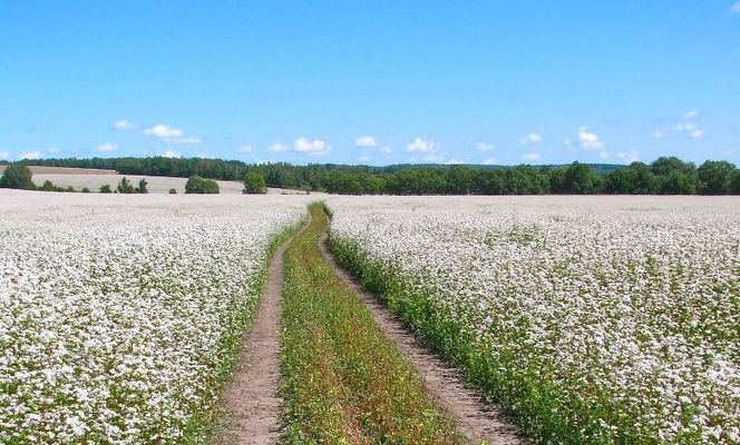 Українські фермери збільшать площі під гречкою