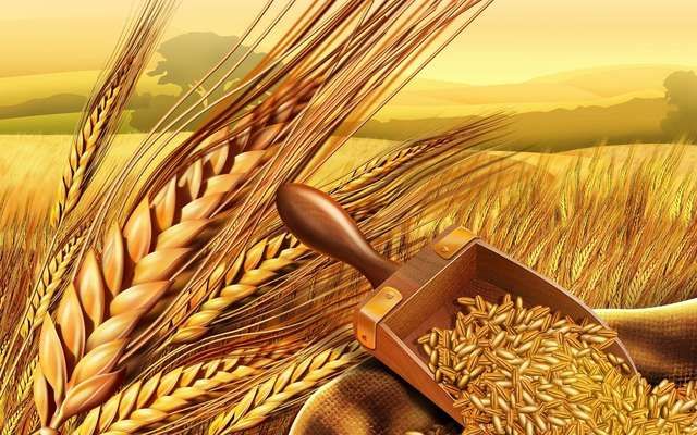 Украина экспортировала в Египет миллион тонн пшеницы в первом квартале