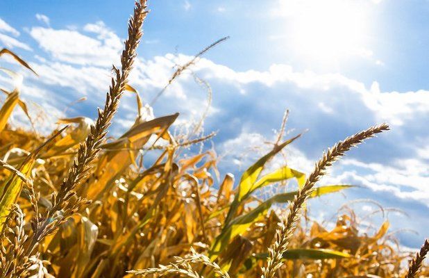 Минэкономики может компенсировать аграриям убытки от засухи