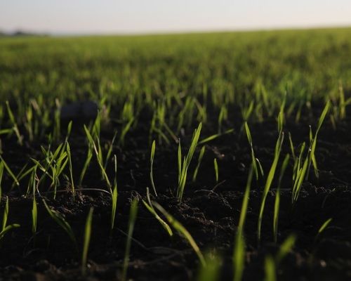 Весенняя засуха уничтожила до 80% посевов озимых на юге Одесщины