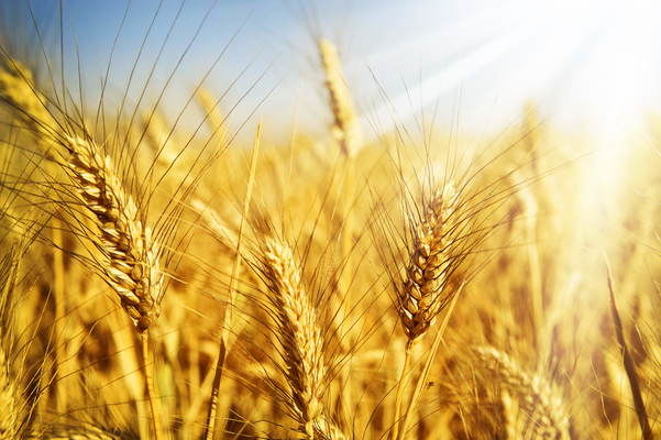 Запаси пшениці в Україні удвічі більші за минулорічні 