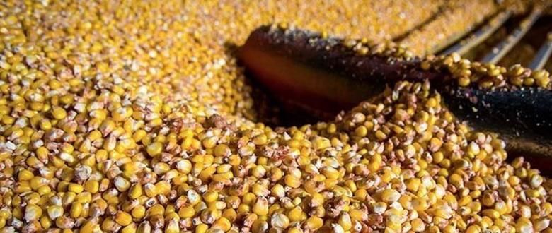 Турция наращивает закупку кукурузы в Украине