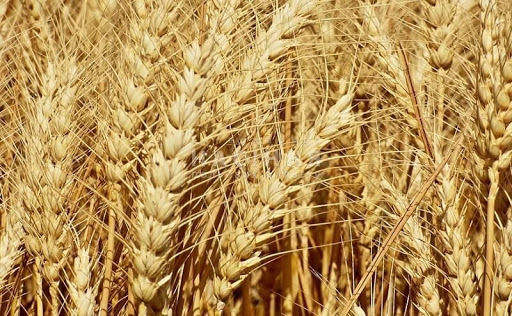 Ціни на фуражну пшеницю зростатимуть