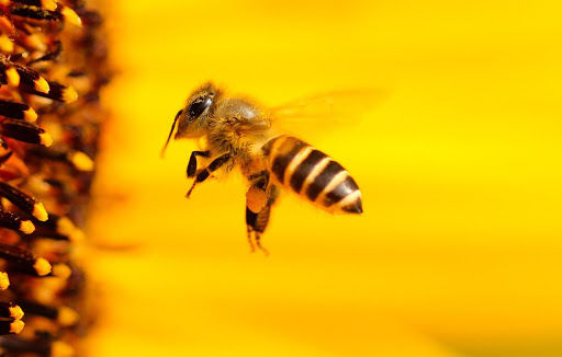 В Україні представлять роз’яснення алгоритмів взаємодії пасічників з аграріями