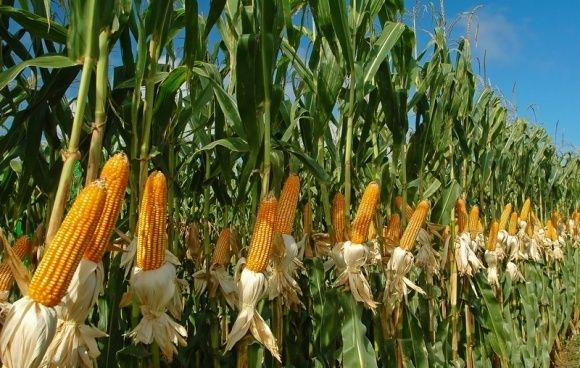 Мировые запасы кукурузы вырастут до рекордного уровня