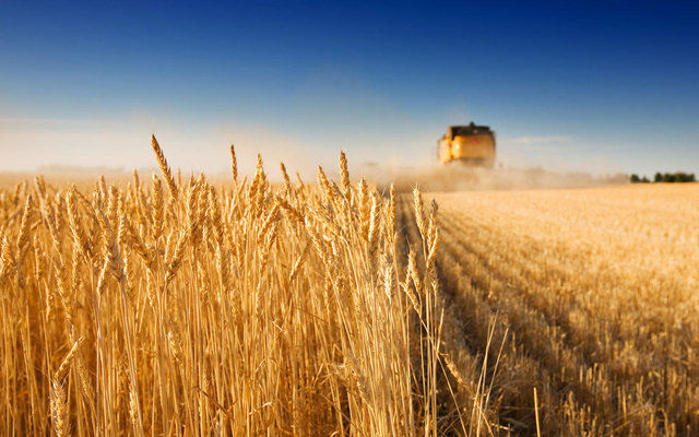 Украина договаривается с Катаром об экспорте агропродукции