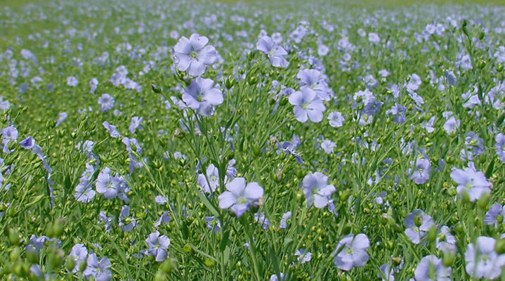 В Україні скорочується виробництва олійного льону 