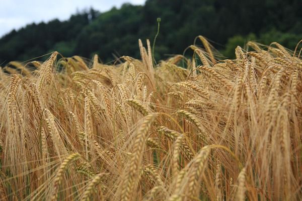 Україна не обмежуватиме експорт пшениці