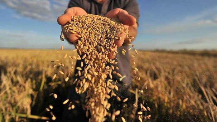 Ціни на продовольчу та фуражну пшеницю продовжать падати