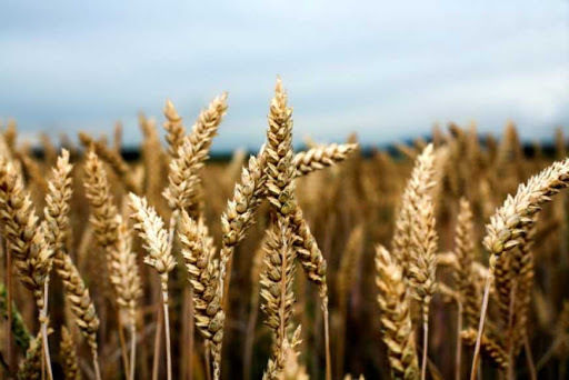 Експорт зерна з України майже досяг 52 млн тоннн