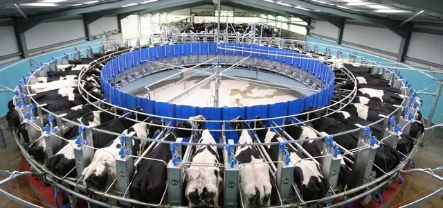В Україні на молочній фермі доять корів під романтичну музику