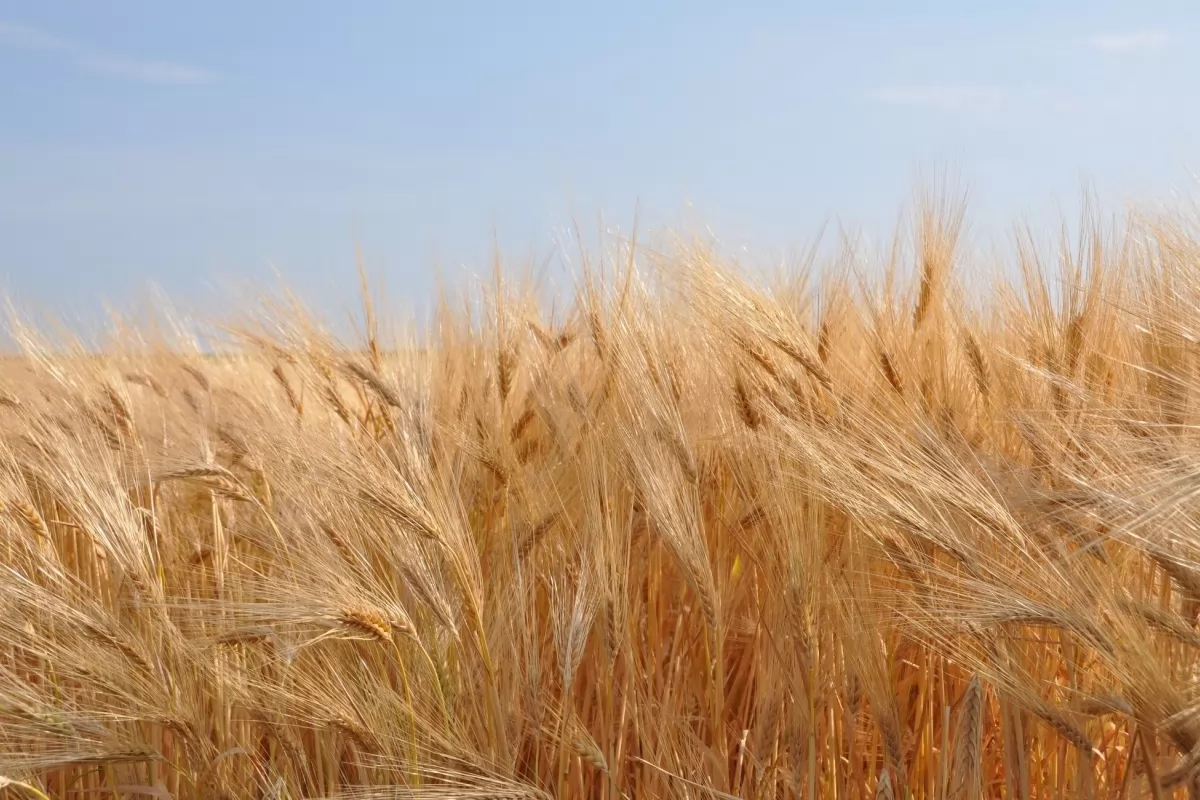 Казахстан с июня снимает запрет на экспорт зерна и муки
