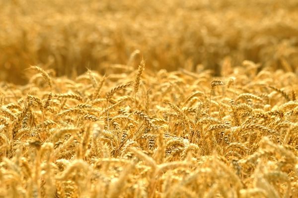 З України експортовано 51,3 млн тонн зерна