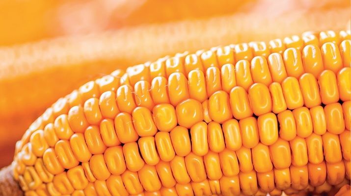 Українські виробники кукурудзи призупиняють продажі зерна