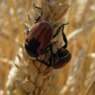 На полях Черкащини активізувалися шкідники зернових
