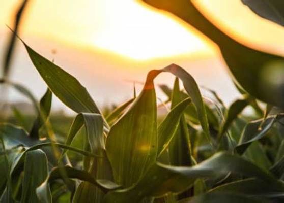 Чому зростає ціна на українську кукурудзу попри невизначеність із експортом